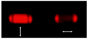 
            Polarised fluorescence microscopic pictures of a 2.5 μm long Ox
+-loaded zeolite L crystal after excitation at 545–580 nm (cut-off 605 nm). The arrows indicate the transmission direction of the polariser.

          