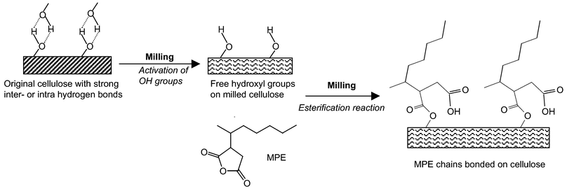 
          A proposed mechanism for the mechanochemical formation of MPE chains bound on cellulose.
        