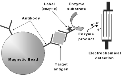 
          Analytical concept based on sandwich immunoassay and electrochemical detection.
        