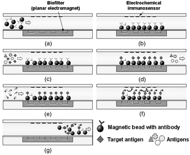 
          Conceptual illustration of bio-sampling and immunoassay procedure using magnetic bead approach: (a) injection of magnetic beads; (b) separation and holding of beads; (c) flowing sample; (d) immobilization of target antigen; (e) flowing labeled antibody; (f) electrochemical detection after adding enzyme substrate; and (g) washing out magnetic beads and ready for another immunoassay.
        