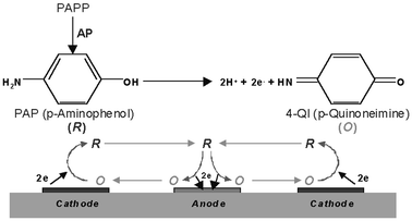 
          Enzymatic kinetics for electrochemical detection of the immunosensor. Oxidation of PAP at the IDA.
        