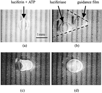 Luciferin luminescence caused by mixing of droplets.