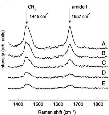 
          Raman spectra of aggregated and single synaptosome correspond to the images in Fig. 3.
        