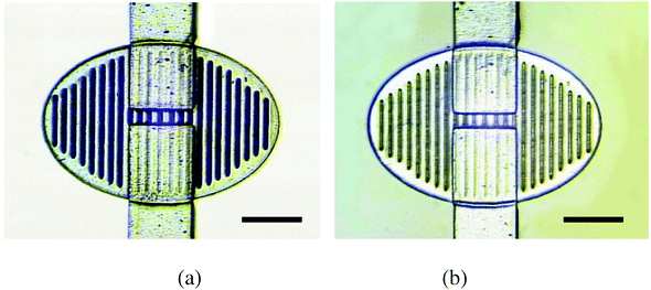 
          A construction material master (a) was fabricated on a Si wafer. A PDMS micromolded replica of the master (b) is shown. Scale bars are 1 mm.
        