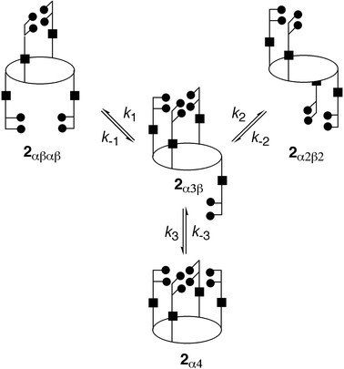 Kinetic scheme for the atropoisomerisation of 2 based on a single bond rotation model. 2α3β is considered to be the common intermediate.