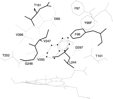 The bound state of benzocyclohexene (BCA6, tetralin) in the active site of Y96F P450cam. Line widths of the amino acid residues represent the third spatial dimension.