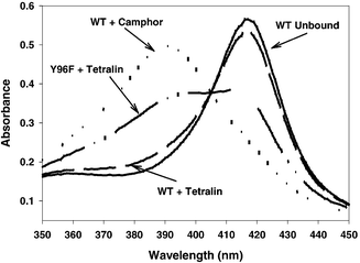 Absorbance spectra (5 μM protein) for WT P450cam with and without camphor (WT + camphor, WT Unbound, respectively); with BCA6 (WT + tetralin); and for mutant Y96F P450cam with BCA6 (Y96F + tetralin). The spectra with camphor (0.2 mM camphor) or without substrate are in buffer T. Spectra with BCA6 contain 50 μM BCA6 in 100 mM DMSO.