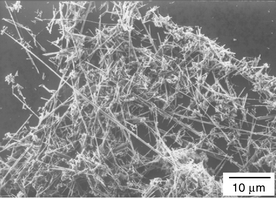 SEM image of the ZnO nanowires.