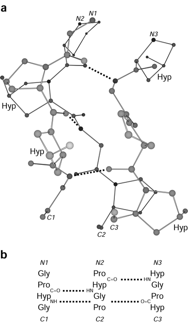 Segment of a (Pro-Hyp-Gly)n triple helix. (a) Ball-and-stick representation indicating 4-hydroxy-l-proline residues and XaaCO⋯H–NGly hydrogen bonds. (b) Register of the residues in the three strands of panel a. Atomic coordinates are from ref. 18 (PDB entry 1CAG).