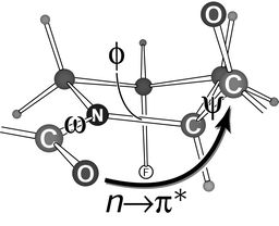 Main-chain ω, ϕ, and ψ torsion angles of a Flp residue.86 The gauche effect (Fig. 4) fixes the pyrrolidine ring pucker (Cγ-exo). In that ring pucker, the ω, ϕ, and ψ angles are preorganized at values close to those in the Yaa position of a collagen triple helix.99 The indicated n→π* interaction contributes to that preorganization.