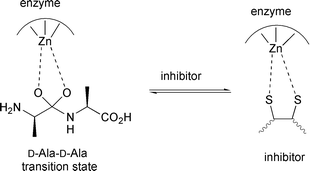 Inhibition of VanX by dithiols. Dithiols act as bidentate ligands to zinc mimicking a five-membered transition-state analog of the natural substrate d-Ala-d-Ala.