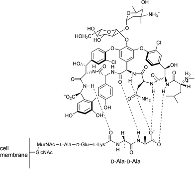 Binding of vancomycin and the d-Ala-d-Ala terminus of a peptidoglycan precursor. Vancomycin binds with high affinity to the terminus of the lipid-PP-disaccharide-pentapeptide intermediate through a network of five hydrogen bonds.