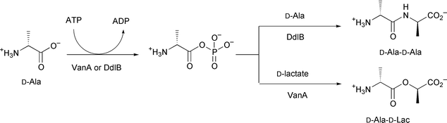 Formation of d-Ala-d-Ala and d-Ala-d-Lac by DdlB and VanA. A d-alanyl phosphate is the common intermediate for the two ligases followed by selective recognition for the second substrate.