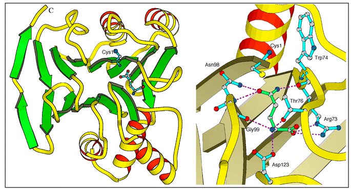 1.8 Å X-ray structure of the 240 aa NGlmS domain (PDB accession number 1GDO). Left: overall organization as a signature of the Ntn-hydrolase superfamily. Right: close-up view of the glutamine active site in complex with glutamine.