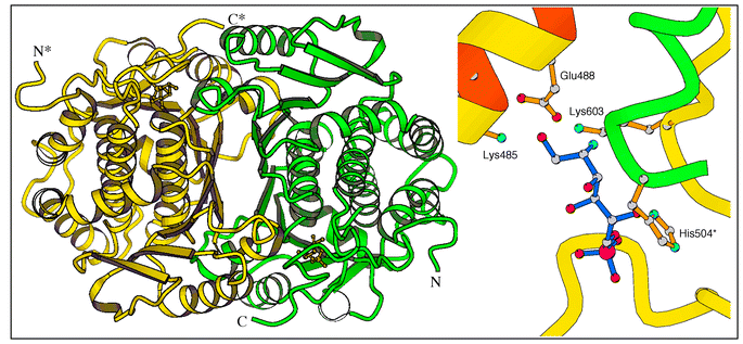 1.6 Å X-ray structure of the 367 aa CGlmS domain in complex with 6 (PDB accession number 1MOS). Left: overall organization of the dimer. Right: close-up view of the active site. Amino acid numbered with an asterisk belongs to the other subunit.