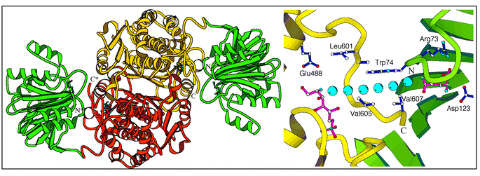 3.1 Å X-ray structure of native GlmS. Left: overall organization of the dimer. Right: suggested ammonia transfer between the two sites within a single polypeptide chain.