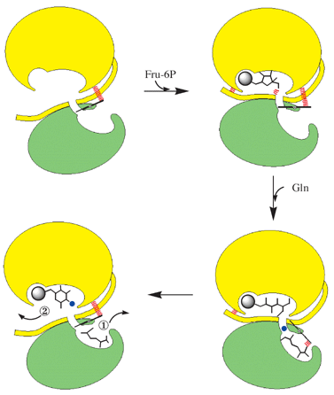 Schematized catalytic cycle of GlmS. For clarity only one monomer is shown. Green, glutamine binding domain; yellow, Fru-6P binding domain. The spheres represent phosphate (grey) and ammonia (blue).
