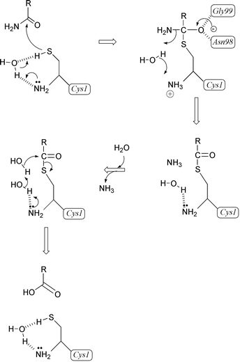 Mechanism accounting for glutamine hydrolysis by GlmS.