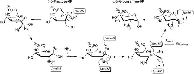 Proposed mechanism accounting for isomerisation of Fru-6P into GlcN-6P catalysed by GlmS.