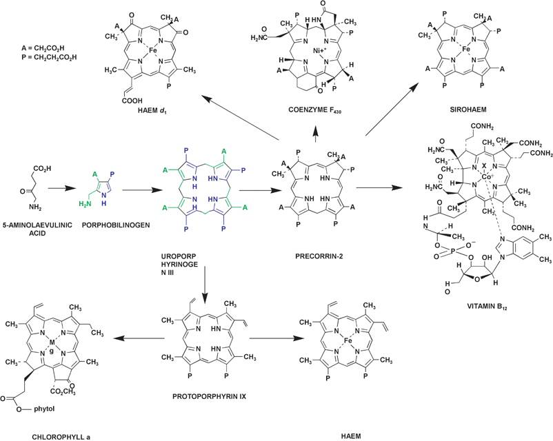 Methylcobalamin vs Cyanocobalamin B12 – WhyNotNatural