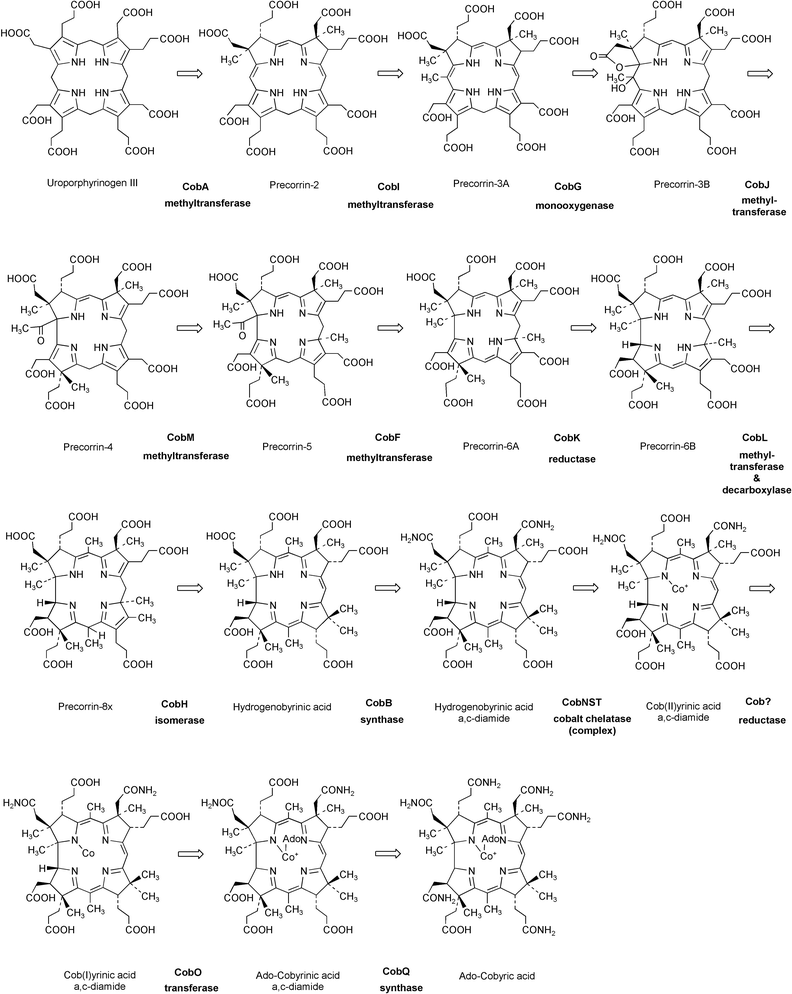 The biosynthesis of adenosylcobalamin ( vitamin B12 ) - Natural Product  Reports (RSC Publishing) DOI:10.1039/B108967F