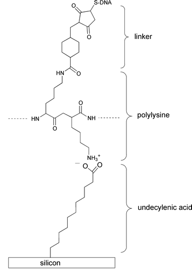 Attachment of DNA to modified Si(111) surfaces (ref. 74).