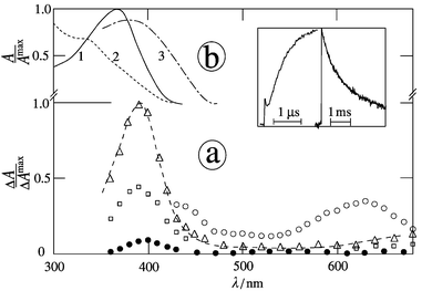 (a) Transient absorption spectra of MNN in the presence of TEA (5 mM) in argon-saturated acetonitrile at 20 ns (○), 0.1 μs (□), 1 μs (△) and 10 ms (●) after the 354 nm pulse; inset: kinetics for grow-in and decay at 400 nm; (b) ground state spectra prior to (1) and after conversion (2) with λirr
= 366 nm and (3) after addition of oxygen.