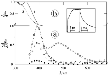 Transient absorption spectra of 2-NN in the presence of TEA (5 mM) in argon-saturated acetonitrile at 20 ns (○), 0.1 μs (□), 1 μs (△) and 10 ms (●) after the 354 nm pulse; inset: kinetics for grow-in and decay at 400 nm; (b) ground state spectra prior to (1) and after conversion (2) with λirr
= 366 nm.