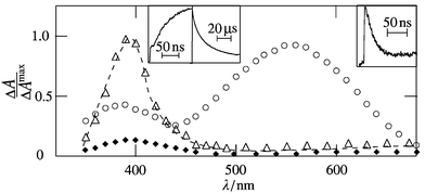 Transient absorption spectra of 1-NN in argon-saturated acetonitrile in the presence of DABCO (1 mM) at 20 ns (○), 1 μs (△) and 50 μs (♦) after excitation by 354 nm pulses; insets: kinetics at 400 nm (left) and 560 nm (right).