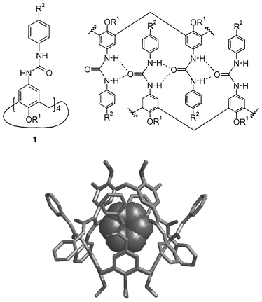Tetraureido calix[4]arene 1 (R1
= C5H11, R2
= Me), Top right: schematic representation of the hydrogen bonds keeping the capsule together. Bottom: calculated structure for the dimer of tetraureido calix[4]arene 1 with included benzene (R1 and R2 are omitted for clarity).