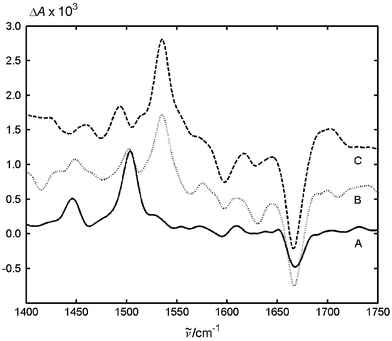 Difference IR absorption spectra of MeNQ with (A) 0.01 M DABCO, (B) 0.009 M DTBA and (C) 0.012 M phenol taken 500 ns after excitation. The spectra B and C are vertically shifted for clarity of presentation.