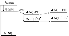 Processes following excitation of MeNQ in the presence of electron donors.