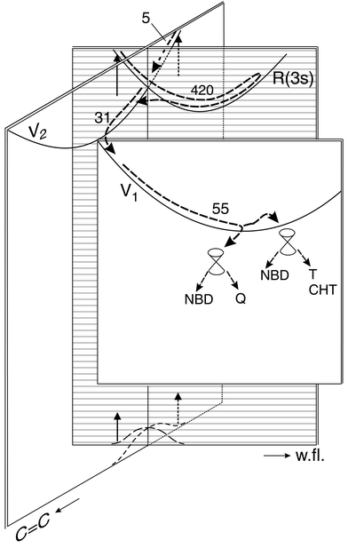Suggested paths (numbers are times in fs) and potential energy surfaces (lines indicate bottoms of valleys). The two coordinates shown, both totally symmetric, are a CC stretch mixed with CH bending and the wing-flapping (w.fl.) mode that causes the two ethylenic units to approach each other. In addition, each radiationless transition from surface to surface also requires an antisymmetric distortion (not shown). The initial excitation at 200 nm populates the R(3s) and V2 states both beyond the Franck–Condon maximum; i.e., excitation starts from the wings of the S0 vibrational wave function. The two paths merge on the V2 surface. On V1 there may be a branching towards two conical intersections (their displacements involve other coordinates) from where the products and the reactant are formed; however, between V1 and these intersections, there
may be a dark excited state (called S1 in Scheme 3) that is not indicated here.