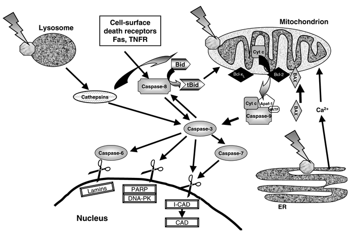 Some PDT-associated apoptosis pathways involving plasma membrane death receptors, mitochondria, lysosomes and ER, caspases, and Bcl-2 family proteins. Most photosensitizers for PDT bind to mitochondria, lysosomes, and/or other intracellular membranes, including the ER. Photoactivation of a mitochondrion-localized photosensitizer causes release of cytochrome c, which may or may not be accompanied by loss of the mitochondrial membrane potential and opening of the PTPC. The released cytochrome c becomes part of the “apoptosome” complex to generate active caspase-9, which then cleaves and activates caspase-3. Caspase-3 is the major effector caspase and is responsible for cleavage and activation of other caspases, especially caspases-6, -7, and -8. The effector caspases cleave numerous proteins, including nuclear lamins, leading to nuclear breakdown; PARP and DNA-PK, resulting in inhibition of DNA repair;
ICAD, releasing active CAD to degrade DNA; and other proteins that affect cell structure and adhesion. In cases where the cell surface death receptors Fas and TNFR participate, binding to their respective ligands leads to activation of caspase-8, which can result in the activation of caspase-3 independent of mitochondrial involvement. Caspase-8 cleaves the Bcl-2 homolog Bid to produce the pro-apoptotic fragment tBid, which can act on mitochondria to cause cytochrome c release. Photoactivation of lysosome-bound photosensitizers can cause the release of cathepsins, which can cleave Bid to promote apoptosis and caspase-3 to inhibit apoptosis. Damage to the ER by PDT causes release of Ca2+, which can promote apoptosis. Apoptosis is controlled by members of the Bcl-2 family that either promote or inhibit the process. In addition to Bid, shown here are the anti-apoptotic proteins Bcl-2 and Bcl-xL, that block PDT-induced apoptosis by inhibiting caspase activation, and the pro-apoptotic
Bax, that has been proposed to promote mitochondrial reactions, including cytochrome c release.