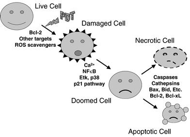 A model of the controls over PDT-induced cell death. PDT produces initial photodamage to molecular targets, one of which can be Bcl-2. Scavengers of reactive oxygen species and other factors that can alter the amount or distribution of initial photoproducts determine the extent of the initial cellular damage. If damage is sufficiently high, the cell is doomed to die. However, various pathways (e.g., NFκB) can influence tolerance or repair of the damage that may allow some of the cells to survive the damage. Once a cell is doomed, it may die by apoptosis or necrosis, and the choice will depend upon the presence of the needed caspases, Bcl-2 family members, and other enzymes of apoptosis. Some pathways indicated as affecting the conversion of a damaged to a doomed cell may also affect the choice of pathway for eliminating the doomed cell.