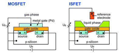 Schematic representation of a MOSFET and an ISFET structure. Ug denotes the gate voltage, Ud the source-drain voltage. The ISFET is realized by replacing the metal gate of the MOSFET with an ionic solution and a reference electrode immersed into this solution.