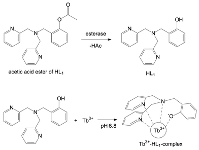 Reaction scheme for the esterase-catalysed hydrolysis of the acetic acid ester of ligand HL1with subsequent complex formation.