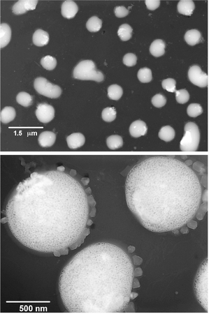 Transmission electron micrographs of particles formed by phase inversion precipitation of 1 dissolved in DMSO at 0.1 mg ml−1 and precipitated into a 100 fold excess of 1 × SSPE aqueous buffer.