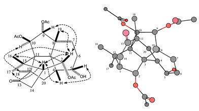 Relative stereochemistry of 1: the figure on the left shows the NOESY correlations in dotted arrows and the one on the right the three dimensional calculated structure MM2.