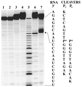 A 20% polyacrylamide gel showing hTR21 cleavage. With the exception of marker lane 5, all experiments were carried out in 10 mM HEPES/100 mM NaOCl4 buffer (pH 7.4) and contained 0.1 μM hTR21. Lane 1: control. Lane 2: +10 μM Zn(OAc)2. Lane 3: +5 μM PN, 50 μM EDTA. Lane 4: +5 μM PC, 50 μM EDTA. Lane 5: Alkaline hydrolysis marker lane. Lane 6: +5 μM PC, 10 μM Zn(OAc)2. Lane 7: +5 μM PN, 10 μM Zn(OAc)2. Reactions were carried out at 37 °C in a total volume of 20 μl for 24 h and quenched with EDTA loading buffer.