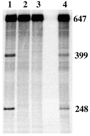Site-specific cleavage of hTR. All experiments were carried out in 10 mM HEPES/100 mM NaOCl4 buffer (pH 7.4) and contained 0.01 μM hTR. Lane 1: +5 μM PC, 10 μM Zn(OAc)2. Lane 2: +10 μM Zn(OAc)2. Lane 3: Control. Lane 4: +5 μM PN, 10 μM Zn(OAc)2. Reactions were carried out at 37 °C in a total volume of 20 μl for 24 h and quenched with EDTA loading buffer.