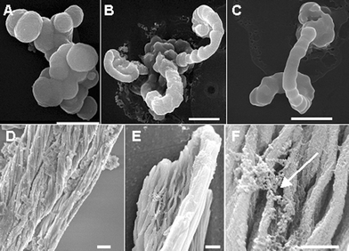 Scanning electron micrographs of biosilica structures obtained using the R5 peptide. (A) Spherical silica structures obtained under static reaction conditions. (B) and (C): Arch-shaped morphologies were obtained by bubbling nitrogen gas through the reaction mixture. (D) and (E): Fibrillar morphologies were obtained by applying a mechanical shear to the reaction mixture. (F) Rough agglomerates of silica spheres (arrow). Scale bar 1 μm.