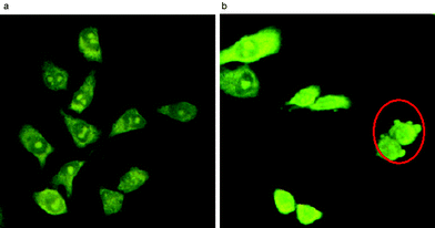 Laser confocal micrographs of the HeLa cells treated with 1a
(0.5 µM) at time intervals of (a) 0 h and (b) 15 h. Apoptotic cells are marked by a red circle.