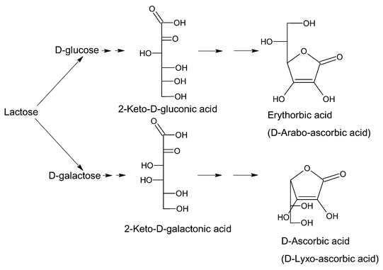 Synthetic pathway for the formation of the two stereoisomers of l-ascorbic acid, erythorbic acid (d-araboascorbic acid) and d-ascorbic acid (d-lyxoascorbic acid) from lactose.