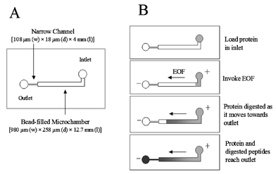 The microchamber. (A) Schematic of a microchamber reactor. (B) Schematic showing the process of protein mobilization via EOF and enzymatic digestion of the protein en route to the outlet.