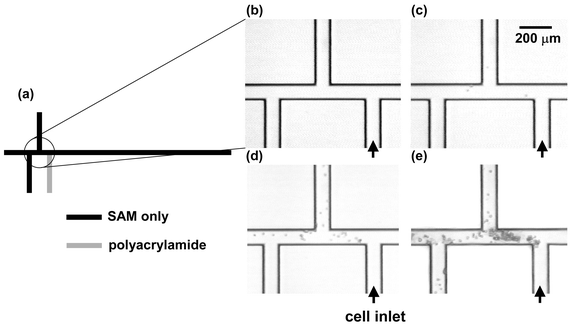 Time history of cell adhesion on triple-tee microchip selectively coated with polyacrylamide. All surfaces are coated with the SAM. (a) Shape of microchannel, showing imaged region as well as location of polyacrylamide coating; (b)–(e) sequential time history of cell adhesion. A U937 cell suspension is injected into the port at lower right (labeled cell inlet). All cells visible in images have adhered to wall or are motionless due to clogging—moving cells are completely blurred at this exposure time. Cells adhere and clog all channels without polyacrylamide, but they neither adhere to nor clog polyacrylamide-coated channels. Times of images; (b) t = 0 s; (c) t = 20 s; (d) t = 200 s; (e) t = 900 s.