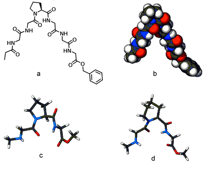 Ac–GGGPGGG–Bzl shown in a structural figure (a) and rendered in the CPK representation (b). Calculated structures of CH3NH–Gly–Pro–Gly–OCH3
(c) and CH3NH–Gly–Pip–Gly–OCH3
(d).