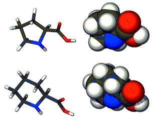 Models of proline (top) and pipecolic acid in tube and space filling representations.