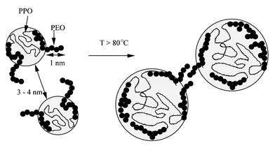 Schematic representation of micelle dehydration upon temperature.