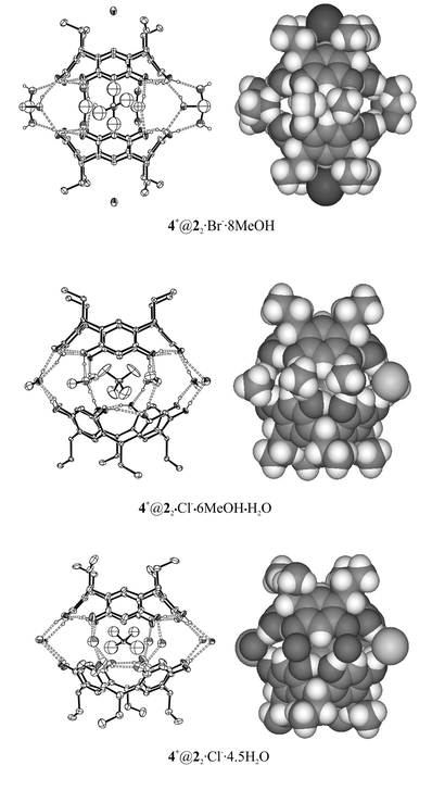 X-ray structures of the resorcinarene capsules of 2. 4+@22·Br−·8MeOH is mediated via methanol molecules, 4+@22·Cl−·6MeOH·H2O is methanol–anion mediated and 4+@22·Cl−·4.5H2O water–anion mediated. In capsule 4+@22·Cl−·6MeOH·H2O, the anion is simultaneously found in between the ethyl chains (see Fig. 2 in ref. 3d). Non-hydrogen-bonded hydrogen atoms are omitted for clarity from Ortep15 pictures. Only one of the crystallographically independent capsule halves is shown in the picture of 4+@22·Cl−·6MeOH·H2O.